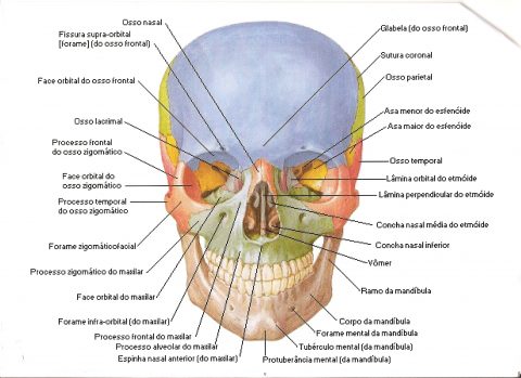 Anatomia do corpo Humano