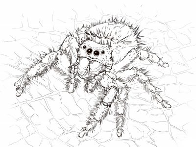 Imagens de aranhas para imprimir e colorir