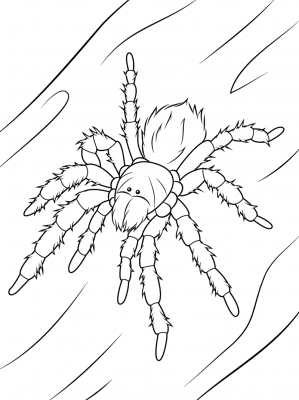 Imagens de aranhas para imprimir e colorir