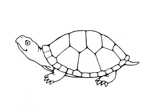 Imagens de tartarugas para imprimir e colorir - 18