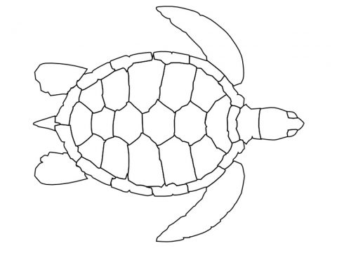 Imagens de tartarugas para imprimir e colorir - 27