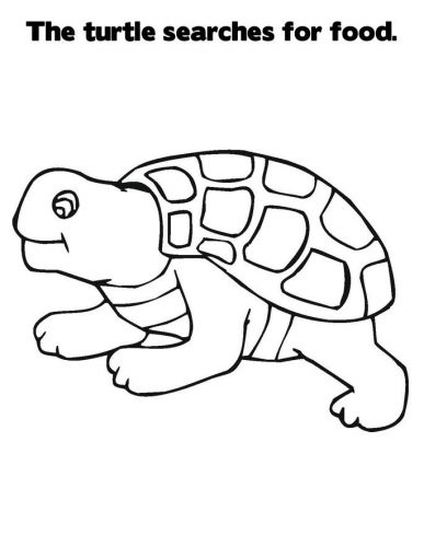 Imagens de tartarugas para imprimir e colorir - 29