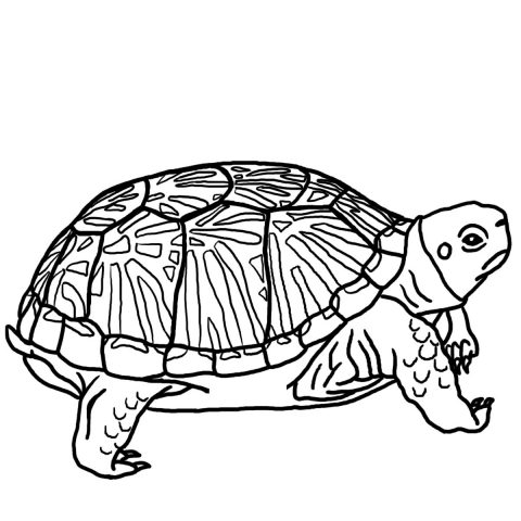 Imagens de tartarugas para imprimir e colorir - 5