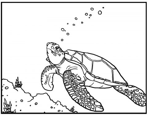 Imagens de tartarugas para imprimir e colorir - 8