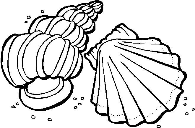 Imagens de conchas para imprimir e colorir