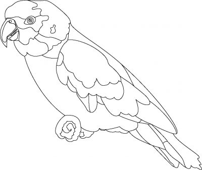 Imagens de papagaios e araras para imprimir e colorir