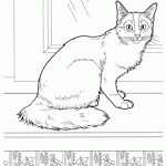 Imagens de gatos para imprimir e colorir