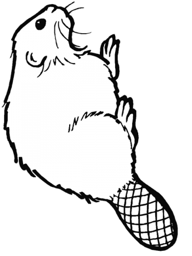 Imagens de castores 2