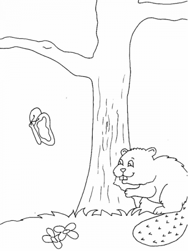 Imagens de castores 3