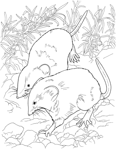 Imagens de ratos e ratinhos para imprimir e colorir
