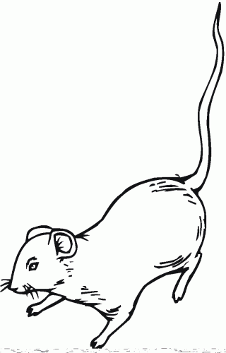 Imagens de ratos e ratinhos para imprimir e colorir