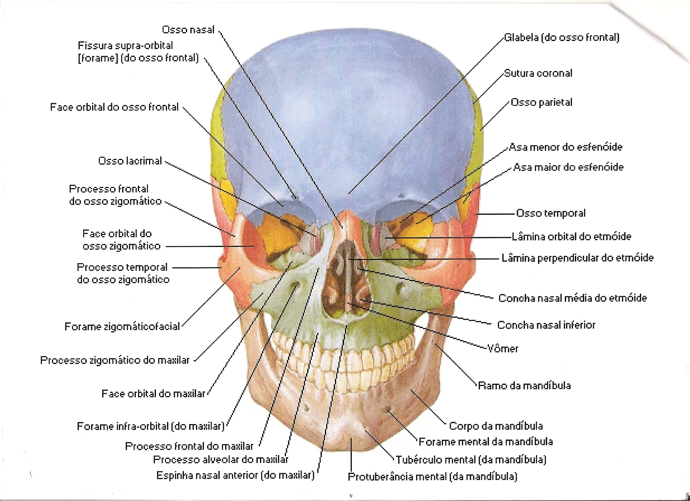 Anatomia do corpo Humano