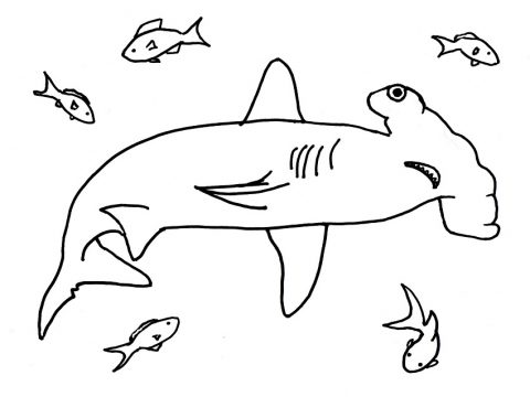 Imagens de tubarões para imprimir e colorir