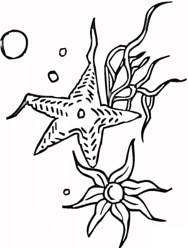 estrelas do mar para pintar